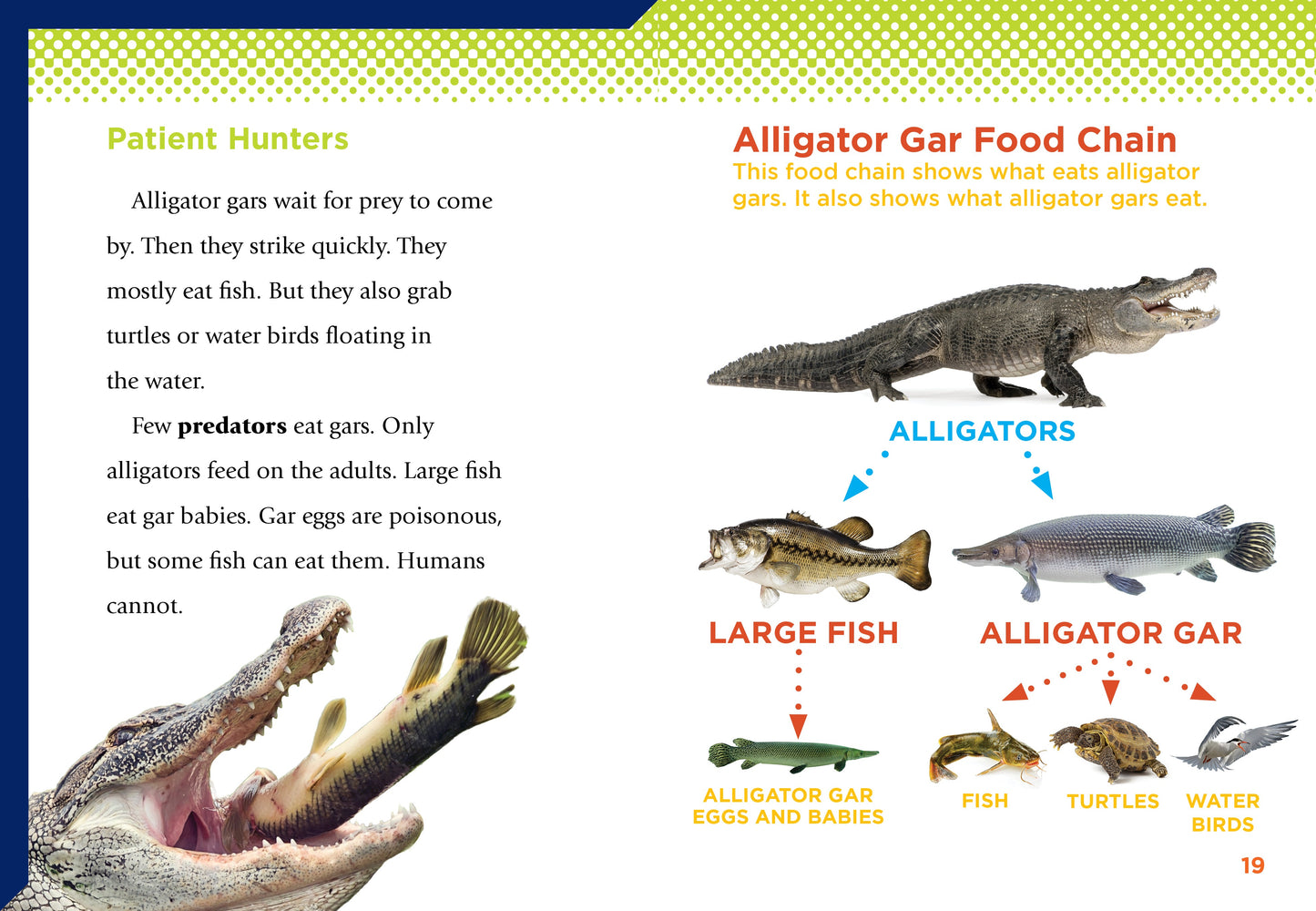 River Monsters: Alligator Gar