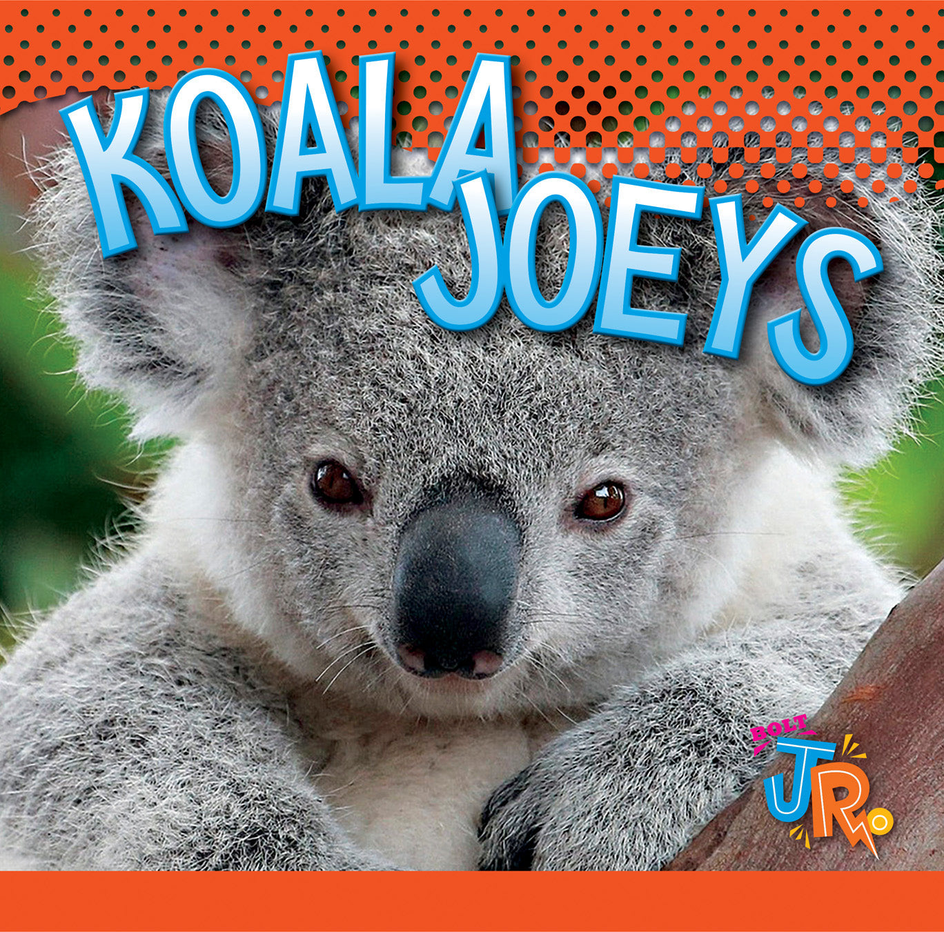 Baby Animals: Koala Joeys