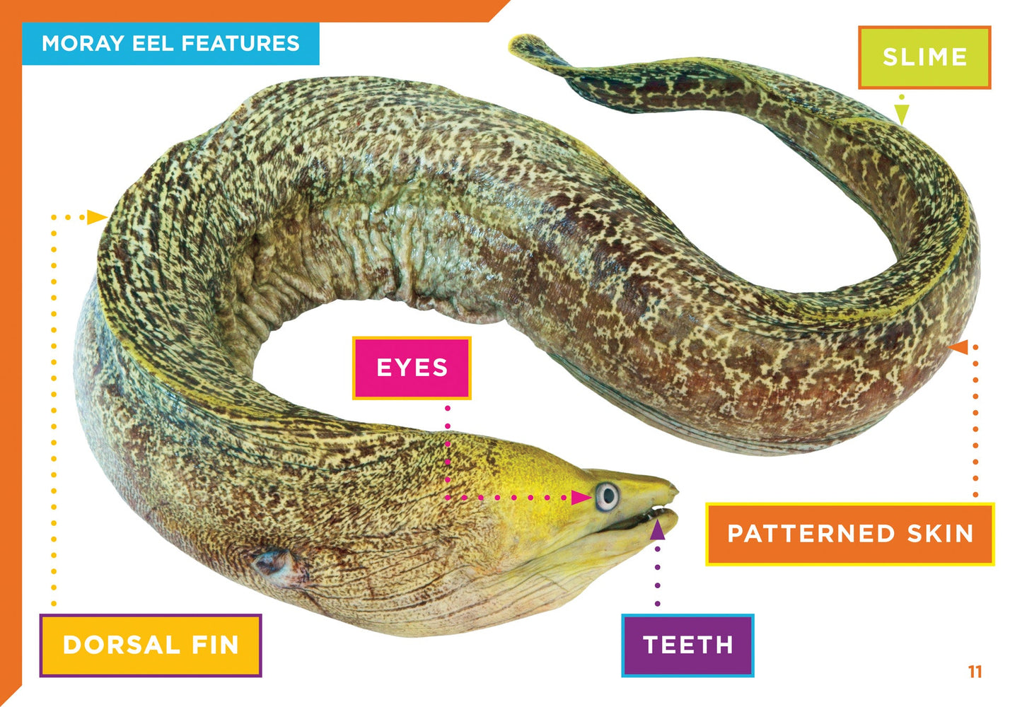 Super Sea Creatures: Moray Eels