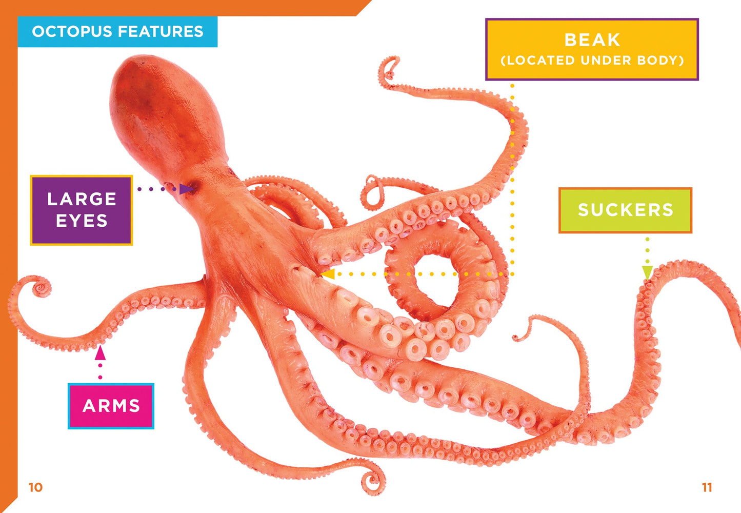 Super Sea Creatures: Octopuses