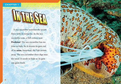 Super Sea Creatures: Sea Cucumbers