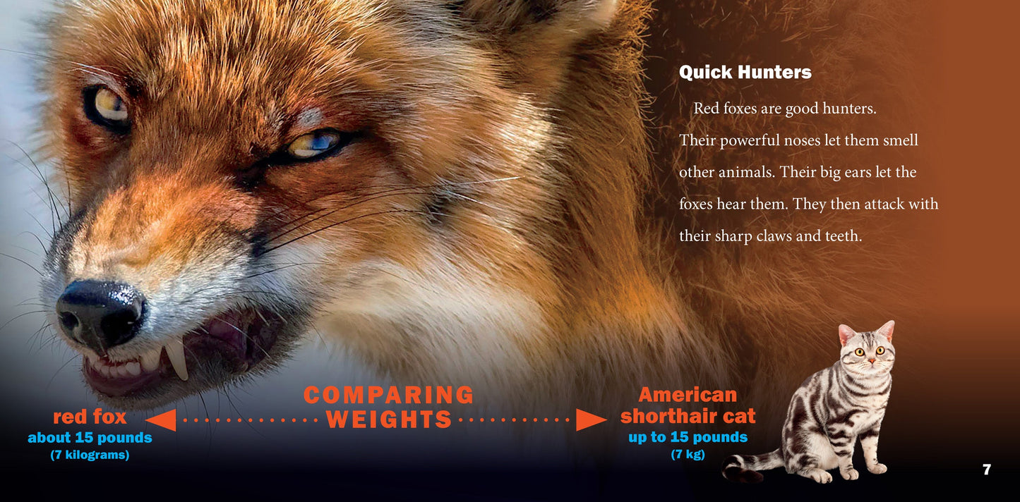 Awesome Animal Lives: Red Foxes
