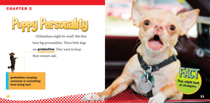Our Favorite Dogs: Chihuahuas