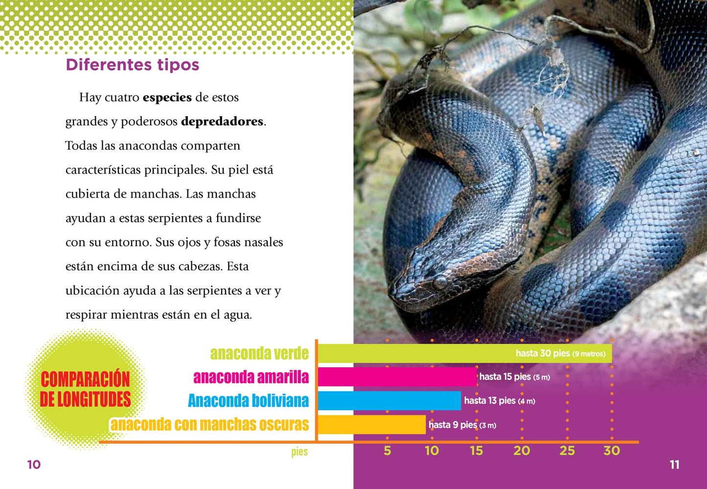 Serpientes escurridizas: Anacondas
