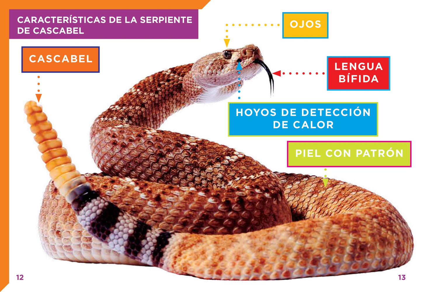 Serpientes escurridizas: Serpientes de cascabel