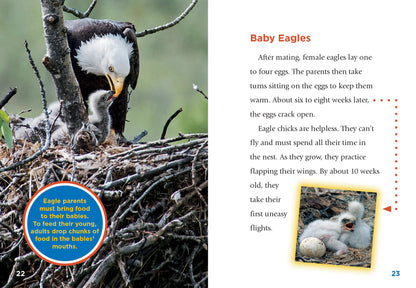Birds of Prey: Eagles