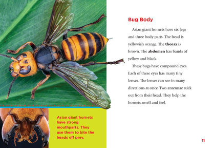 Dangerous Bugs: Asian Giant Hornets