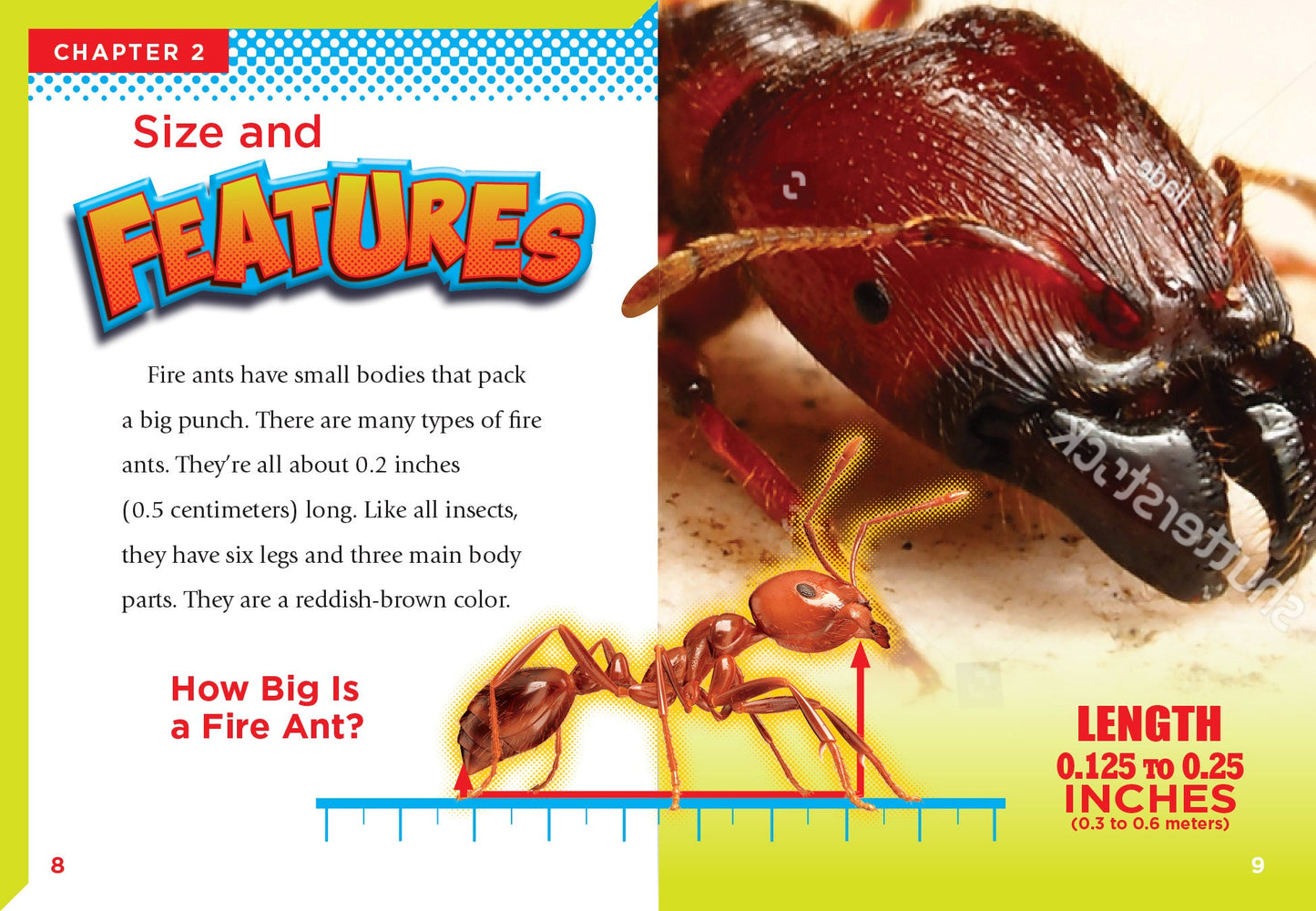 Dangerous Bugs: Fire Ants