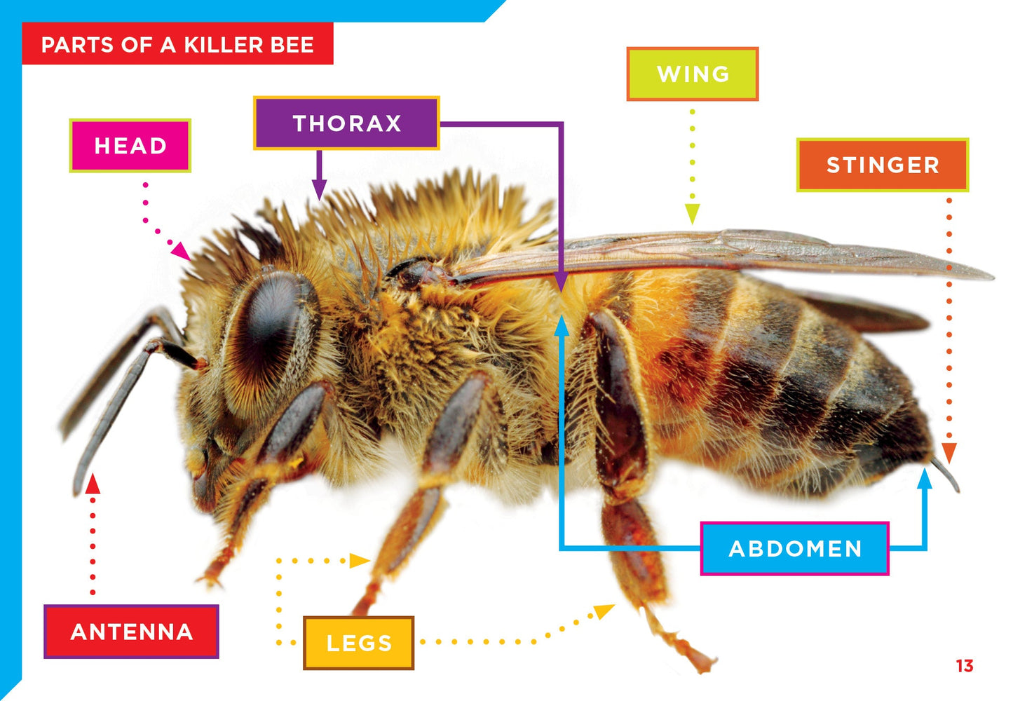 Dangerous Bugs: Killer Bees