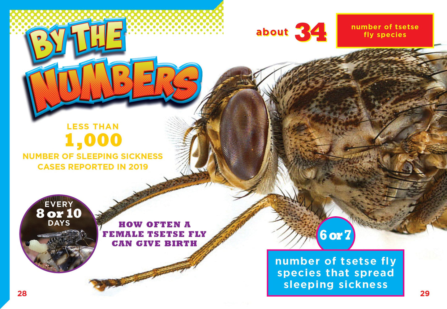 Dangerous Bugs: Tsetse Flies