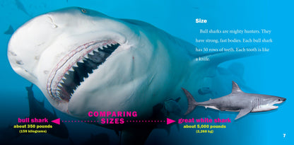 World of Sharks: Bull Sharks