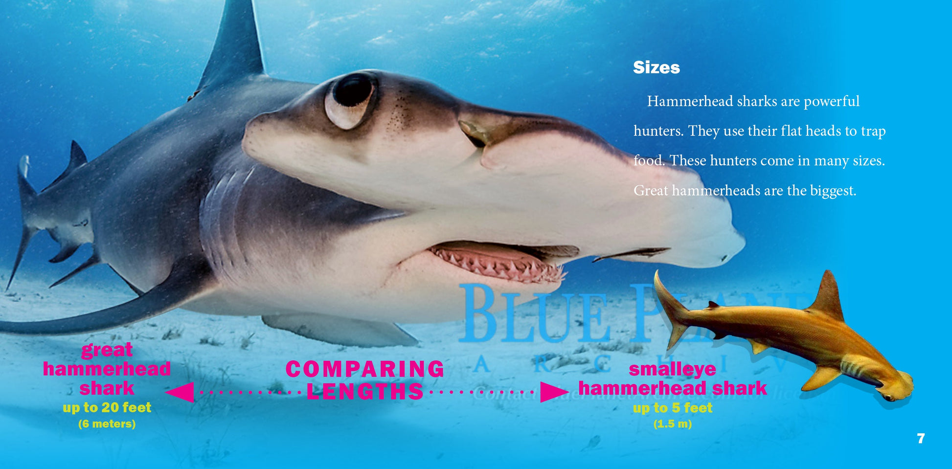 giant hammerhead shark underwater world