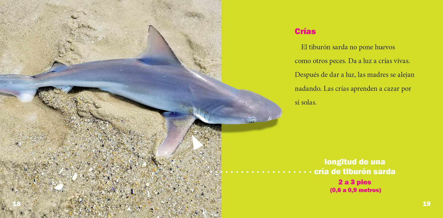 El mundo de tiburones: El tiburón sarda