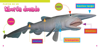 El mundo de tiburones: El tiburón duende