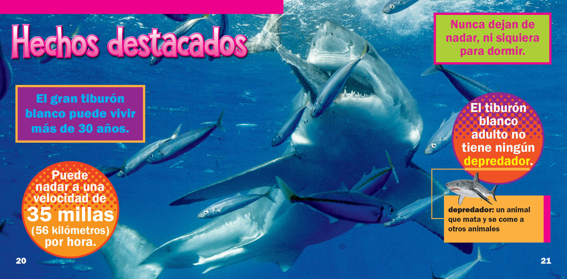 tiburón  Tradução de tiburón no Dicionário Infopédia de Espanhol -  Português