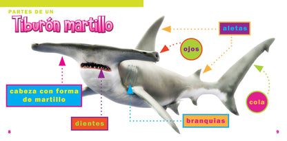 El mundo de tiburones: El tiburón martillo