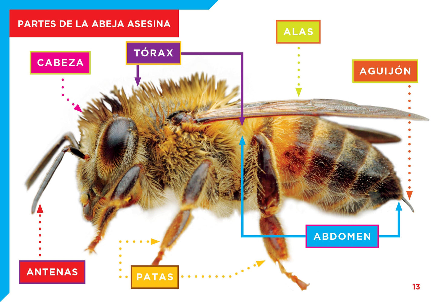 Bichos peligrosos: La abeja asesina