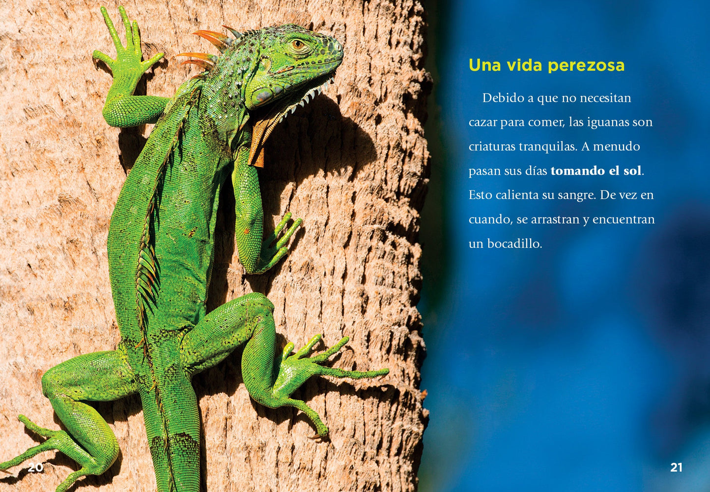 Aventuras reptilianas: Las iguanas