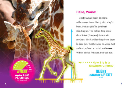 Adorable Animals: Baby Giraffes