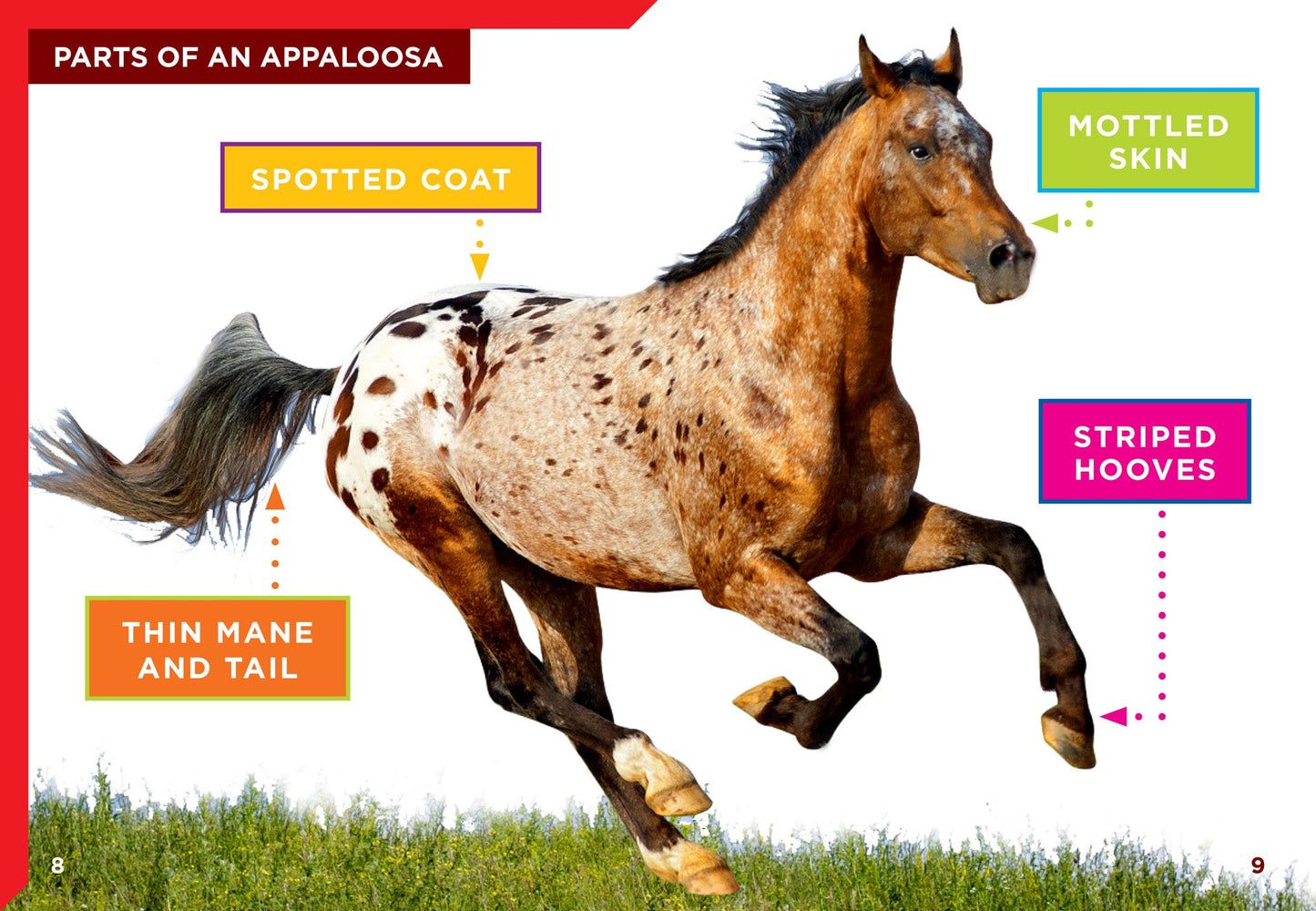 Horse Crazy: Appaloosa Horses