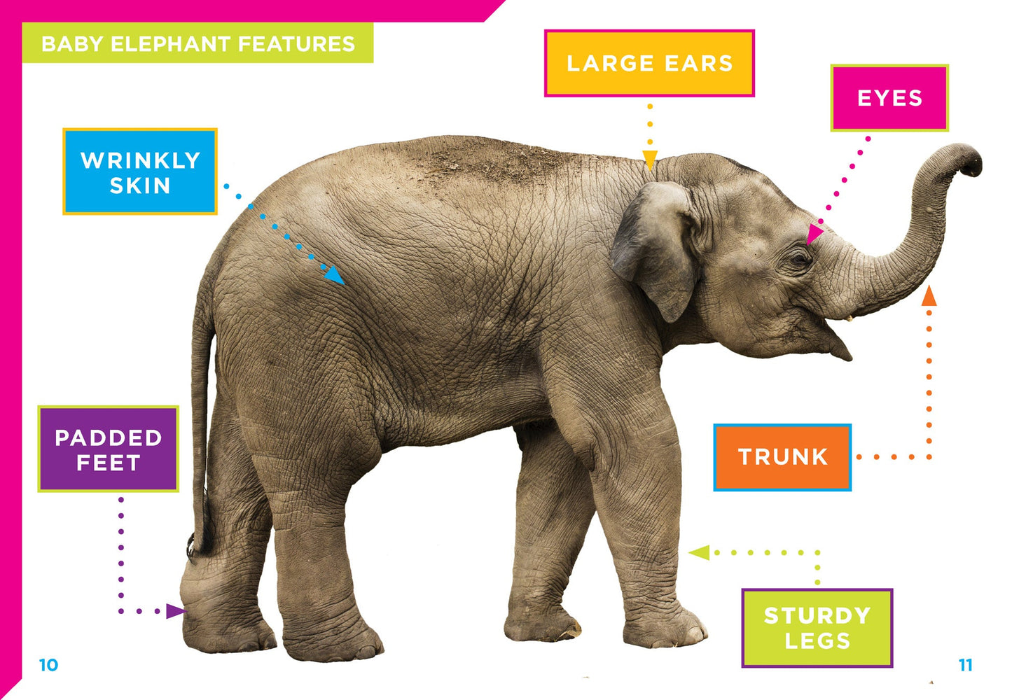 Adorable Animals: Baby Elephants